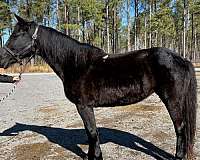 guarantee-morgan-horse