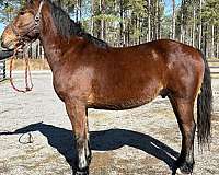 potential-draft-horse