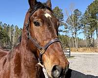 voice-cues-draft-horse