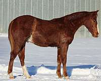 athletic-quarter-horse