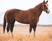 all-around-quarter-horse