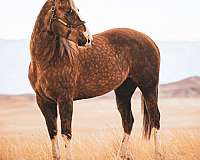 athletic-quarter-horse