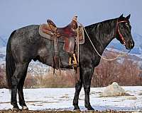 all-around-quarter-horse