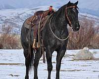 athletic-quarter-horse