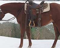 athletic-quarter-horse