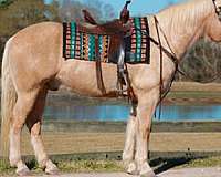 anyone-draft-horse