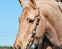 been-shown-draft-horse