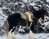 all-around-clydesdale-horse