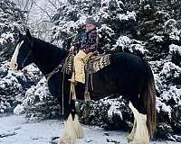 athletic-clydesdale-horse