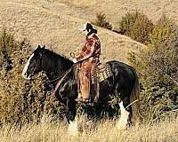 cross-clydesdale-horse