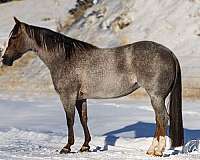 athletic-quarter-horse