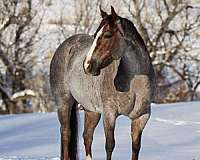 breeding-quarter-horse