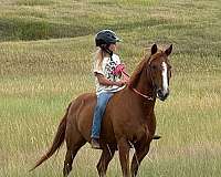 barrel-racing-quarter-pony