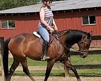 thoroughbred-gelding