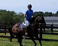 thoroughbred-horse-for-sale