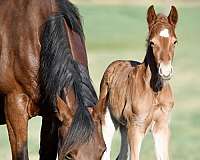 red-roan-roan-twhbea-mare