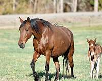 red-roan-roan-twhbea-broodmare