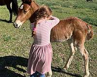 red-roan-roan-twhbea-filly