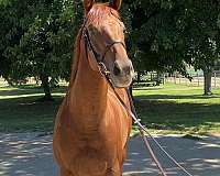 all-around-thoroughbred-horse