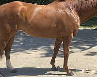 athletic-thoroughbred-horse