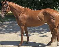 breeding-thoroughbred-horse