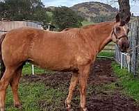 chocolate-palomino-morgan-mare