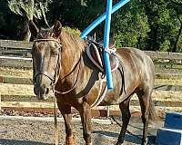 chocolate-palomino-morgan-horse