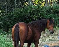 thoroughbred-gelding