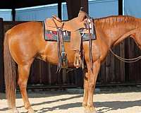 ranchy-gelding