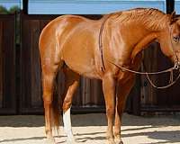 ability-quarter-horse