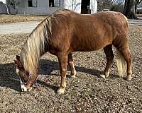 therapy-kentucky-mountain-horse