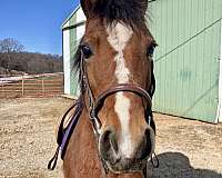 bay-blaze-white-hind-socks-pony