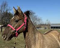 buddy-rocky-mountain-horse