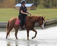 chestnut-blaze-lacing-horse