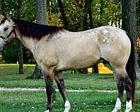 imported-appaloosa-horse