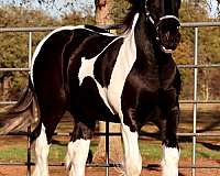 high-gypsy-vanner-horse