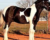 high-level-gypsy-vanner-horse