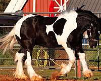 horse-of-the-year-gypsy-vanner