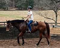 been-trail-rode-thoroughbred-horse