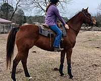 all-around-thoroughbred-horse