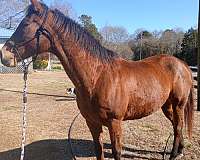 athletic-thoroughbred-horse