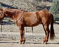 ranch-work-quarter-horse