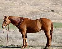 trail-quarter-horse