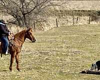 husband-safe-quarter-horse