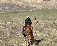 ranch-quarter-horse