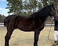 intermediate-rider-percheron-horse