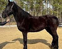 moves-out-percheron-horse