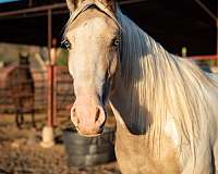 buckskin-overo-gypsy-vanner-for-sale