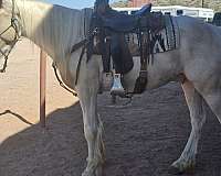 buckskin-overo-gypsy-vanner-horse