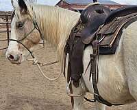 buckskin-overo-draft-horse